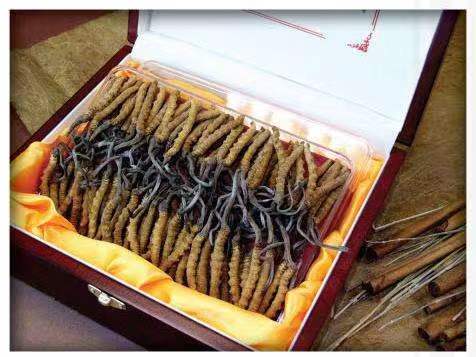 砚山冬虫夏草回收